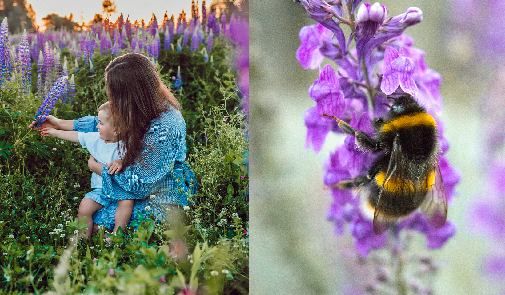 Photo of a mother and her child in a field of flowers.

Photo of a bee.